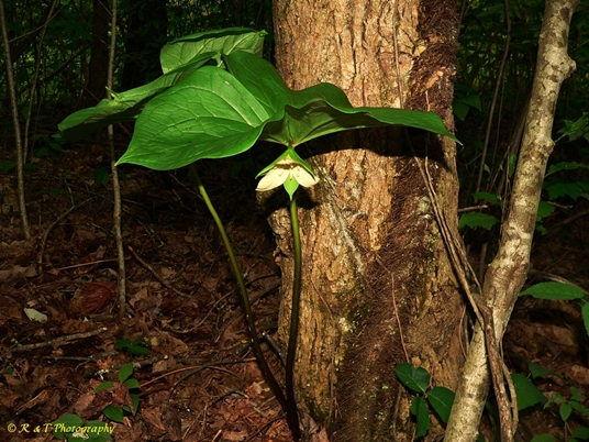 {Trillium 'Amicalola'}